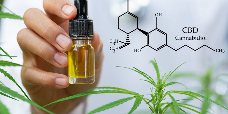 Cannabis Medicinal E O Farmacêutico: Do Registro à Dispensação
