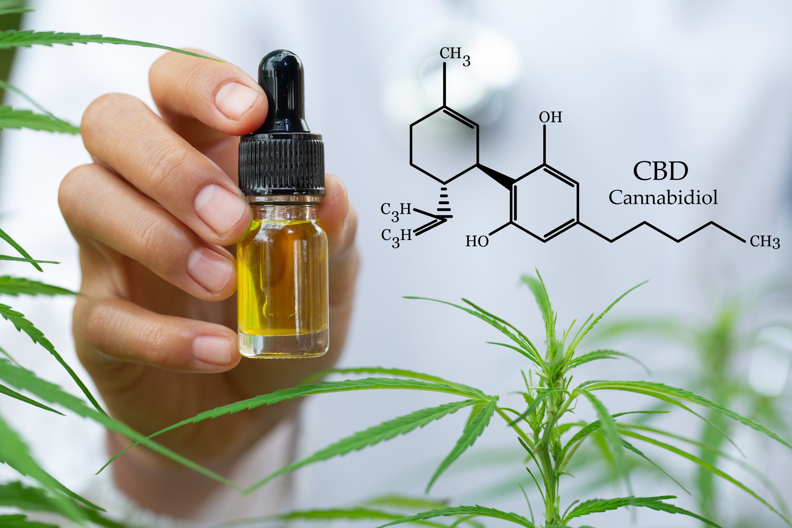 Cannabis medicinal e o Farmacêutico: do registro à dispensação