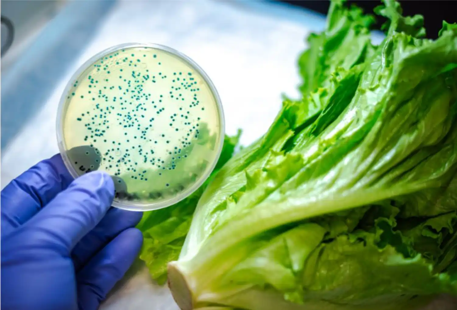 Contaminantes em Alimentos: Implicações para a Prática Farmacêutica e o Atendimento ao Paciente